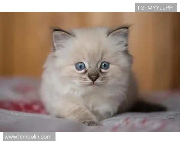 足球球星养的猫,主人是谁? 足球球星养的猫,主人是谁?